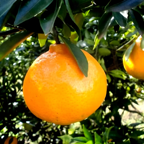 Imagem Fruto da Tangerina Montenegrina