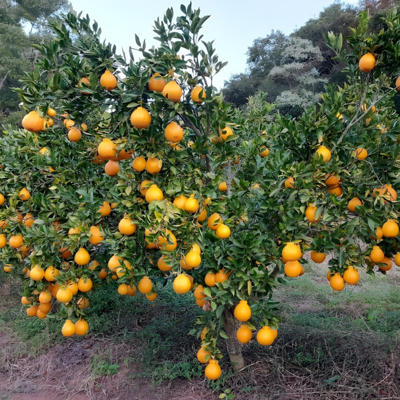 Imagem Fruto da Tangerina Montenegrina