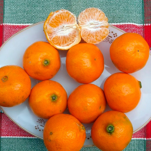 Imagem Fruto da Tangerina Montenegrina