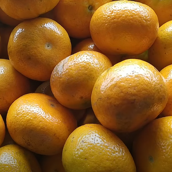 Imagem Fruto da Tangerina Montenegrina