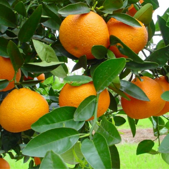 Imagem Fruto da Tangerina Ortanique