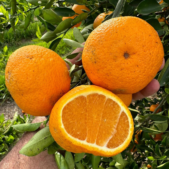 Imagem Fruto da Tangerina Ortanique