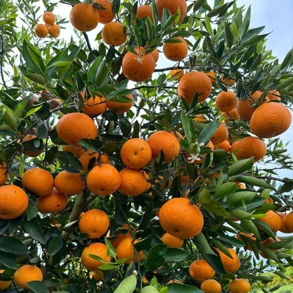 Imagem Fruto da Tangerina Ortanique