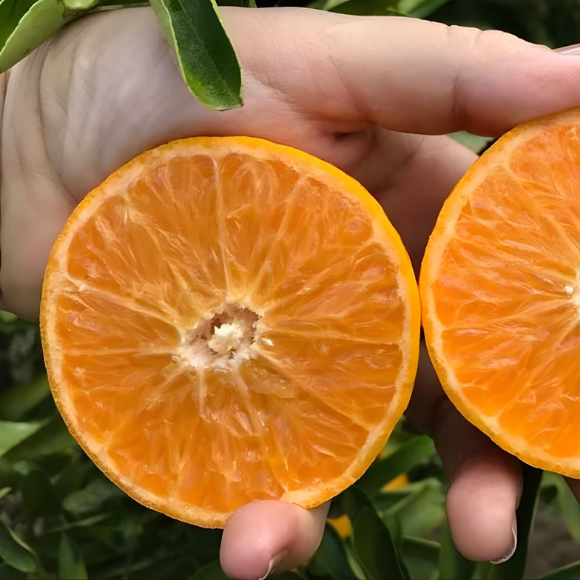 Imagem Fruto da Tangerina Piemonte