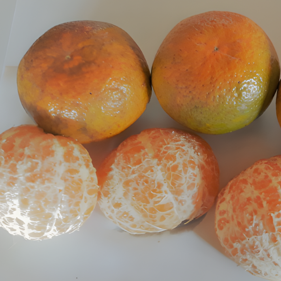 Imagem Fruto da Tangerina Piemonte