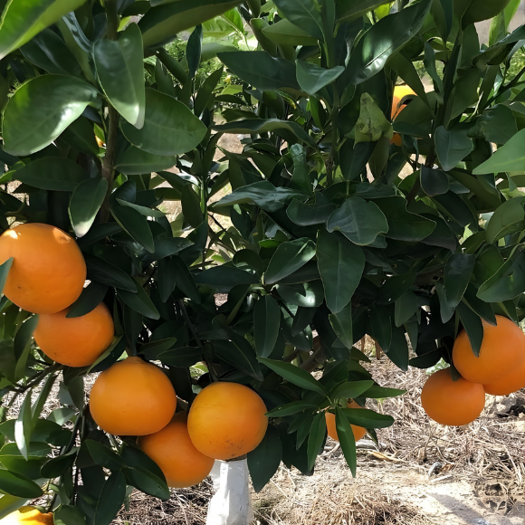 Imagem Fruto da Tangerina Piemonte