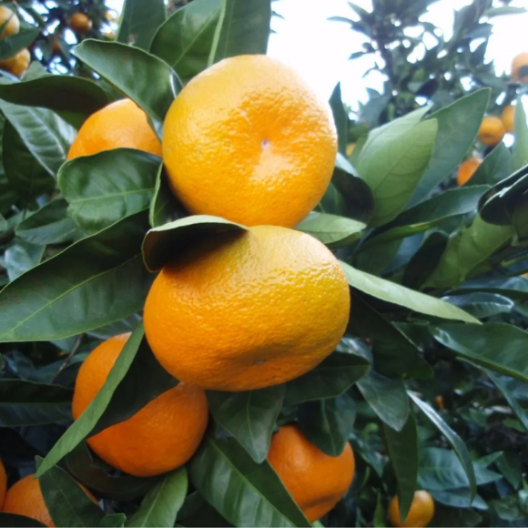 Imagem Fruto da Tangerina Satsuma Okitsu