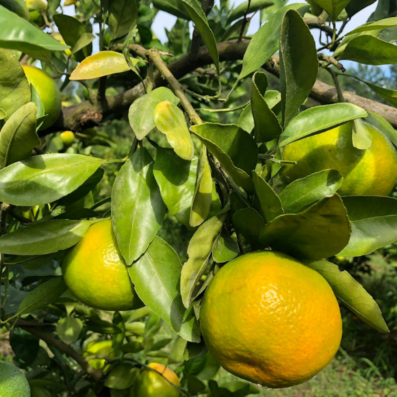 Imagem Fruto da Tangerina Satsuma Okitsu