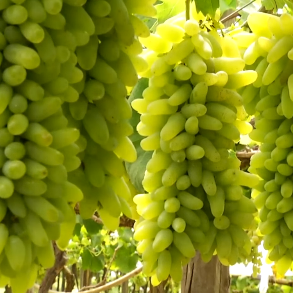 Imagem Fruto da Uva Bananinha