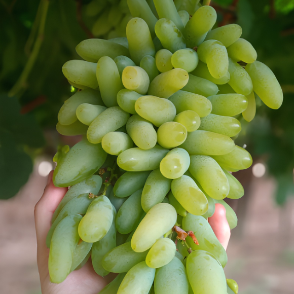 Imagem Fruto da Uva Bananinha