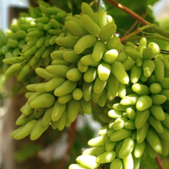 Imagem Fruto da Uva Bananinha
