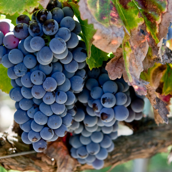 Imagem Fruto da Uva Francesa