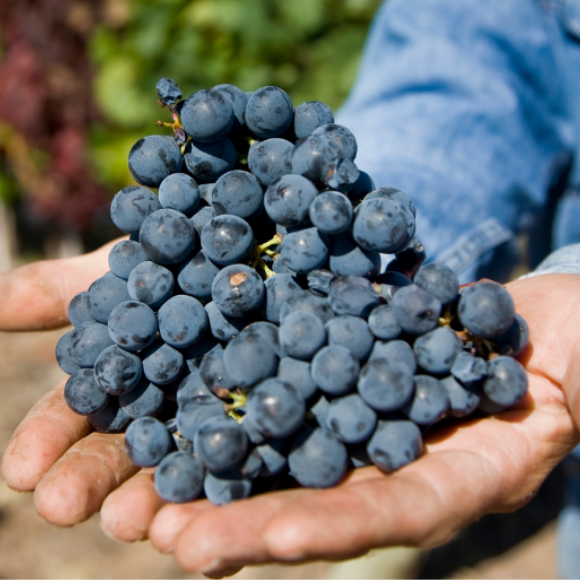 Imagem Fruto da Uva Francesa