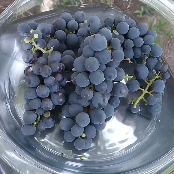 Imagem Fruto da Uva Francesa