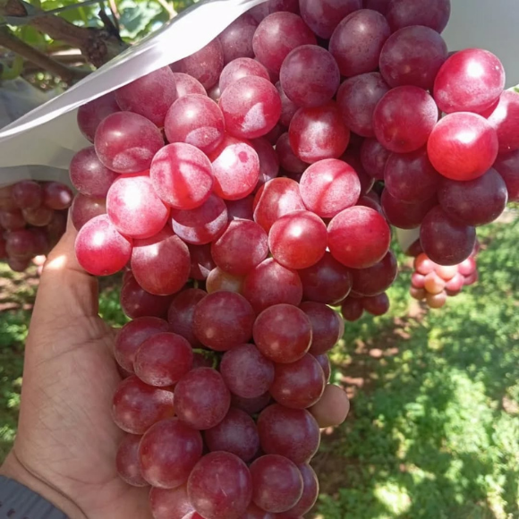 Imagem Fruto da Uva Benitaka