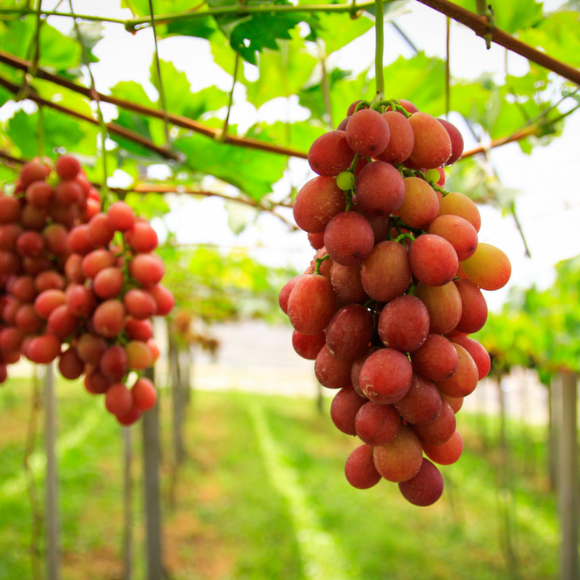 Imagem Fruto da Uva Benitaka