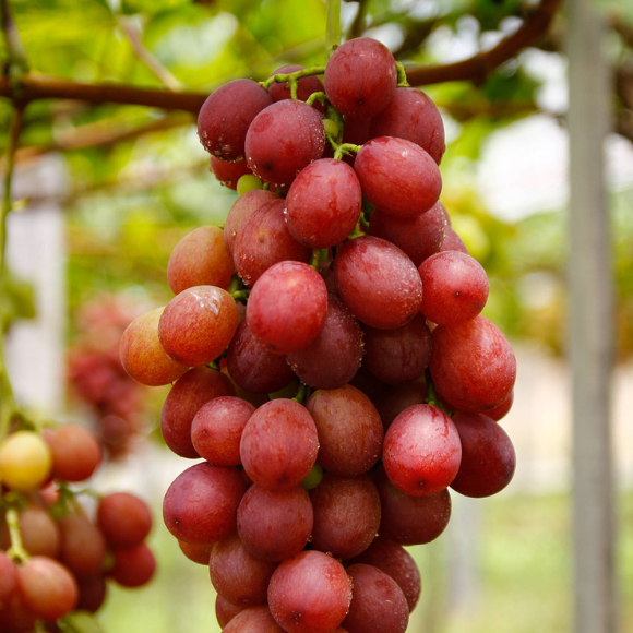 Imagem Fruto da Uva Benitaka