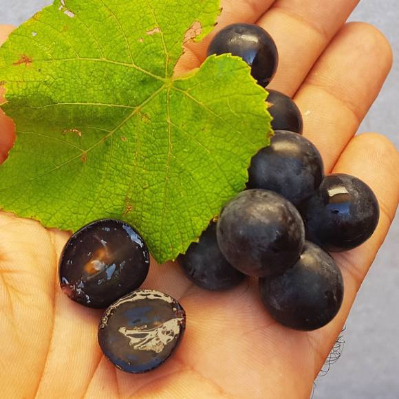 Imagem Fruto da Uva Isabel