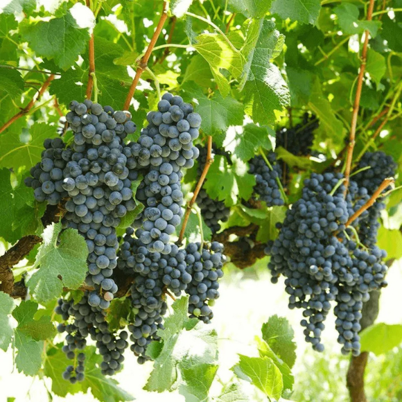 Imagem Fruto da Uva Isabel