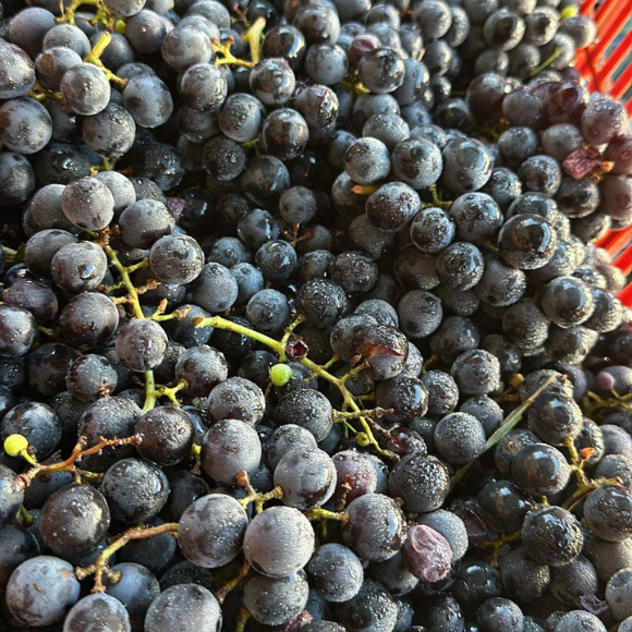Imagem Fruto da Uva Isabel