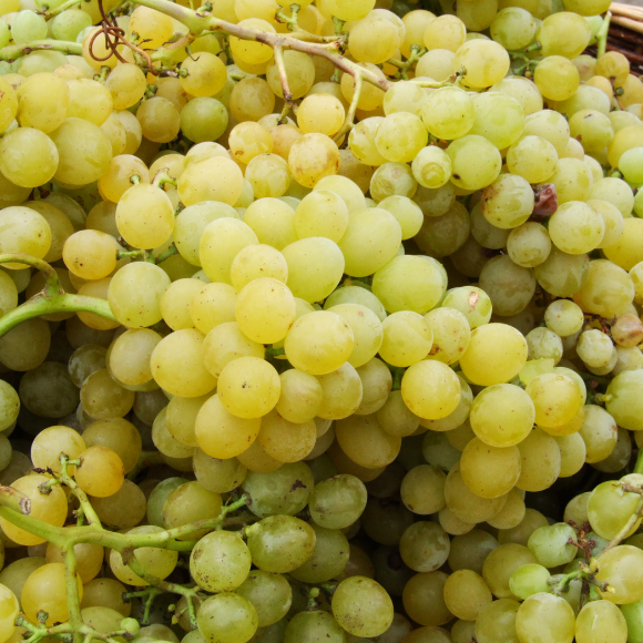 Imagem Fruto da Uva Itália