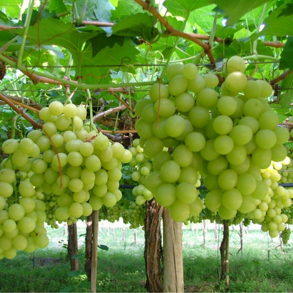 Imagem Fruto da Uva Itália