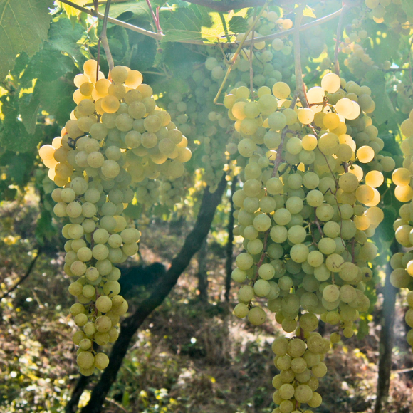 Imagem Fruto da Uva Moscato Branco