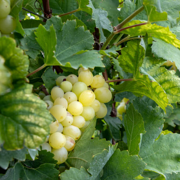 Imagem Fruto da Uva Moscato Branco