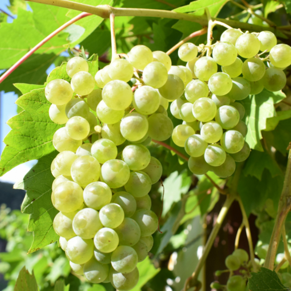 Imagem Fruto da Uva Moscato Branco