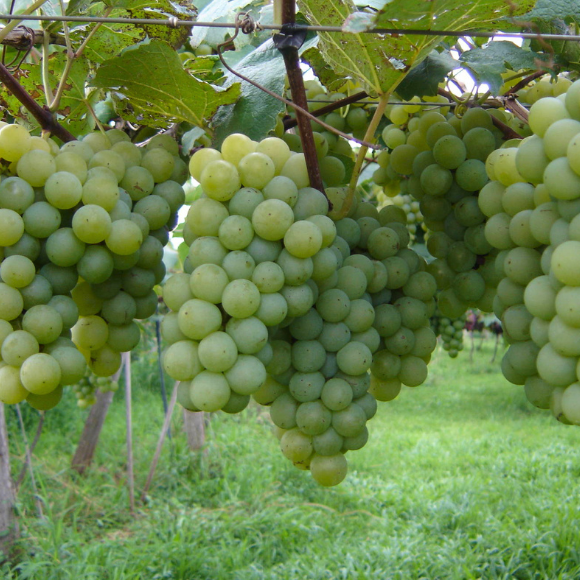 Imagem Fruto da Uva Ni&aacute;gara Branca