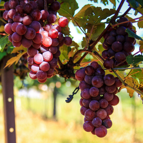 Imagem Fruto da Uva Ni&aacute;gara Rosada