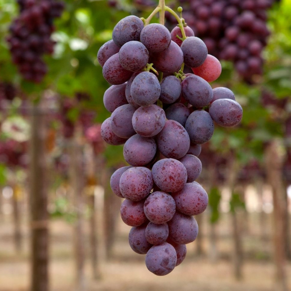 Imagem Fruto da Uva Ni&aacute;gara Rosada