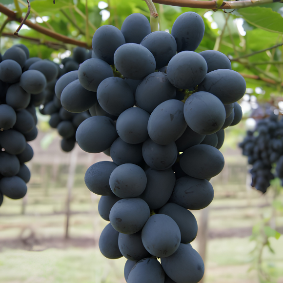 Imagem Fruto da Uva N&uacute;bia
