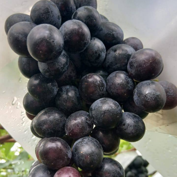 Imagem Fruto da Uva N&uacute;bia