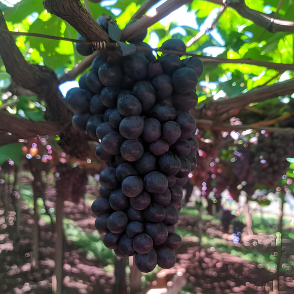Imagem Fruto da Uva N&uacute;bia
