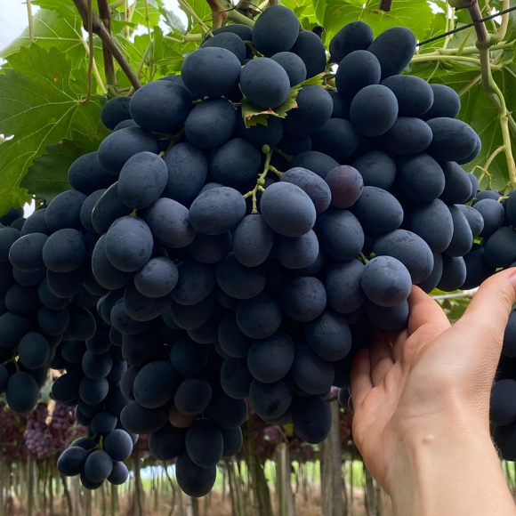 Imagem Fruto da Uva N&uacute;bia