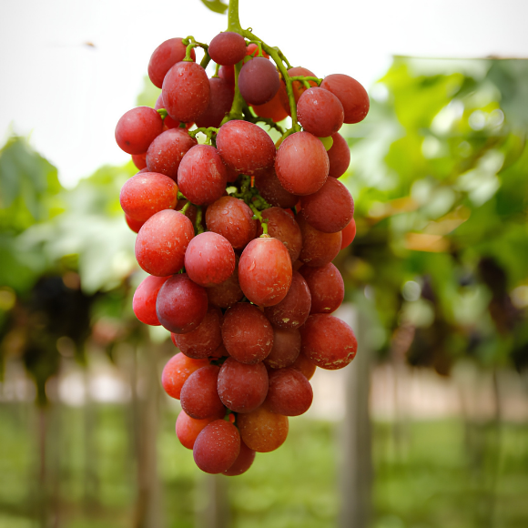 Imagem Fruto da Uva Rubi