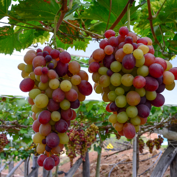 Imagem Fruto da Uva Rubi