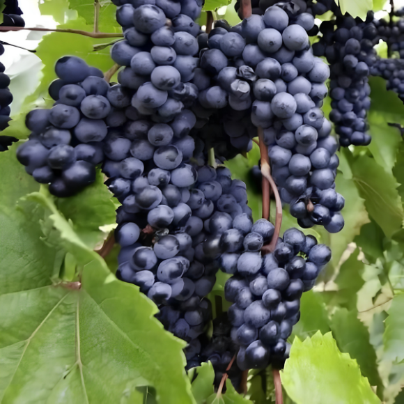 Imagem Fruto da Uva Tercy Bordô
