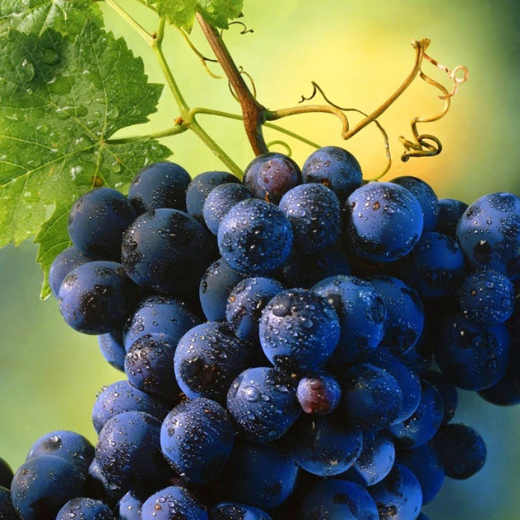 Imagem Fruto da Uva Tercy Bordô