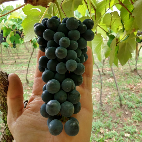 Imagem Fruto da Uva Tercy Bordô