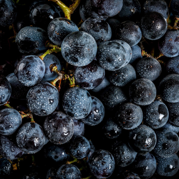 Imagem Fruto da Uva Tercy Bordô
