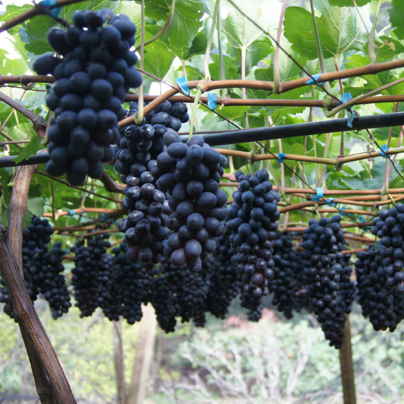 Imagem Fruto da Uva Vitória