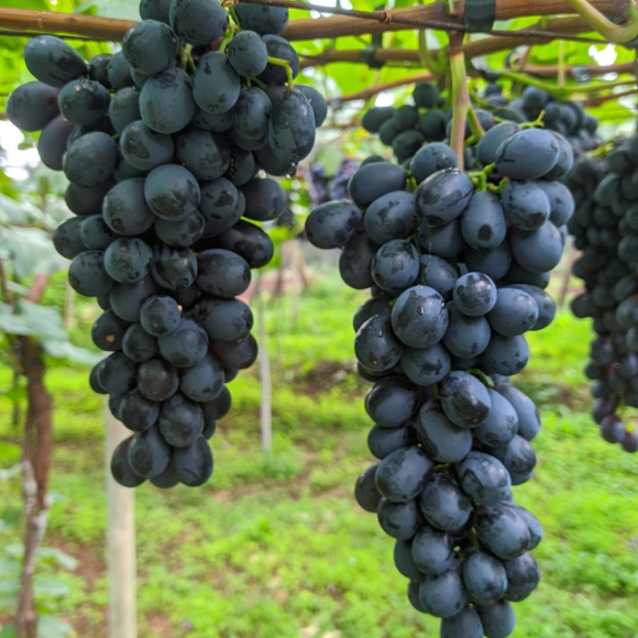 Imagem Fruto da Uva Vitória