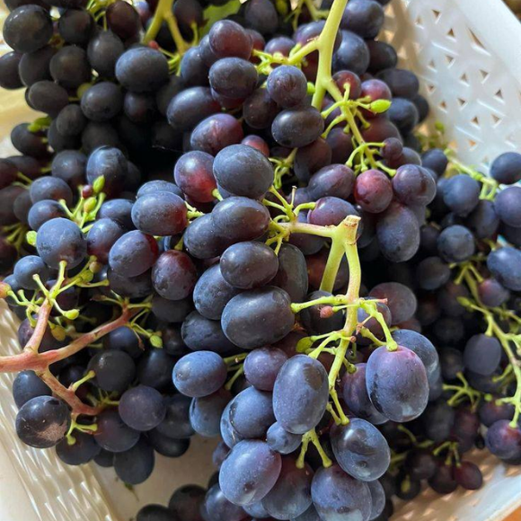 Imagem Fruto da Uva Vitória