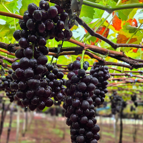 Imagem Fruto da Uva Vitória