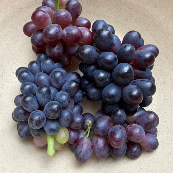Imagem Fruto da Uva Vitória