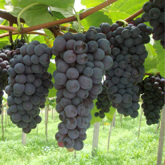 Imagem Fruto da Uva Vênus