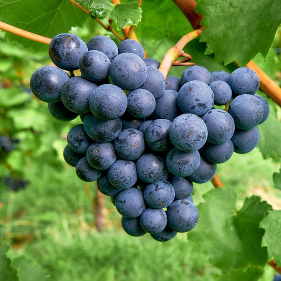 Imagem Fruto da Uva Vênus