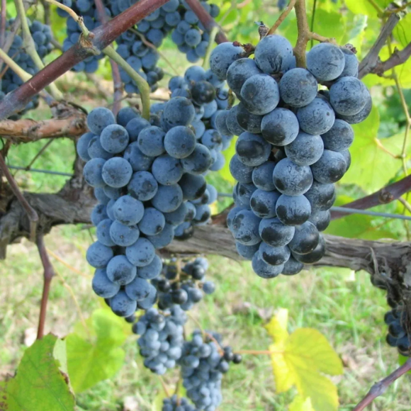 Imagem Fruto da Uva Vênus